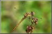 Vážka rudá-samička.jpg